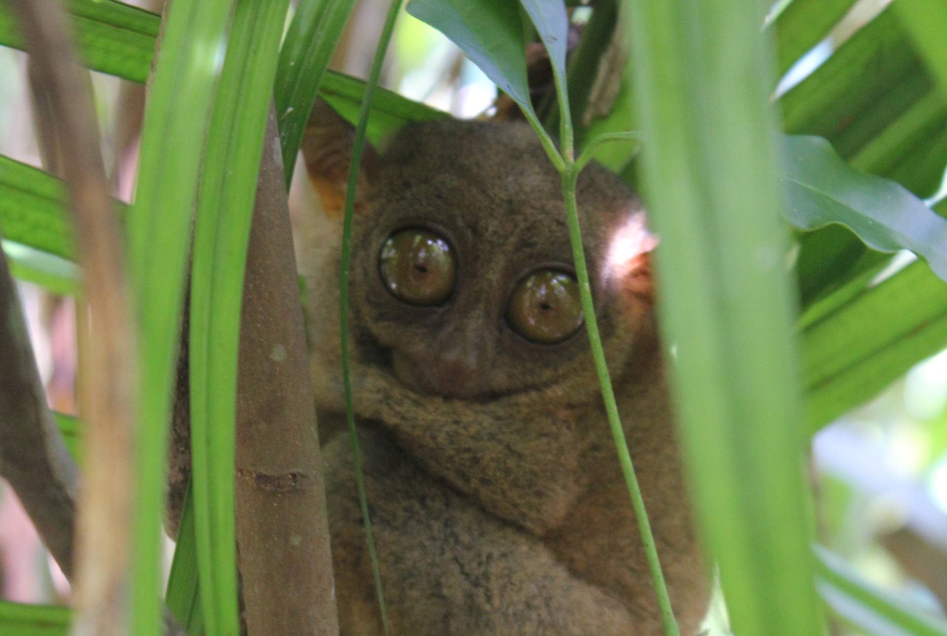 Tasir im Tasir Sanctuary auf Bohol, Philippinen
