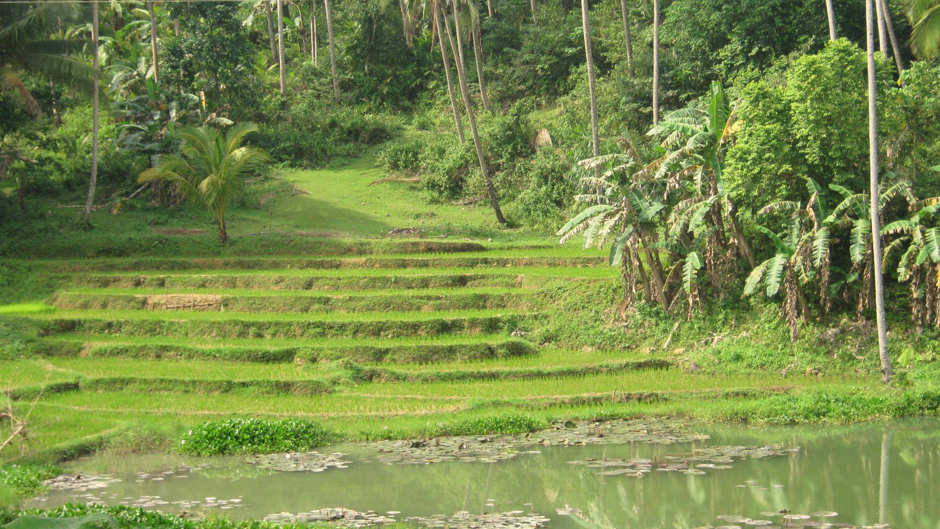 Reisanbau auf Bohol, Philippinen