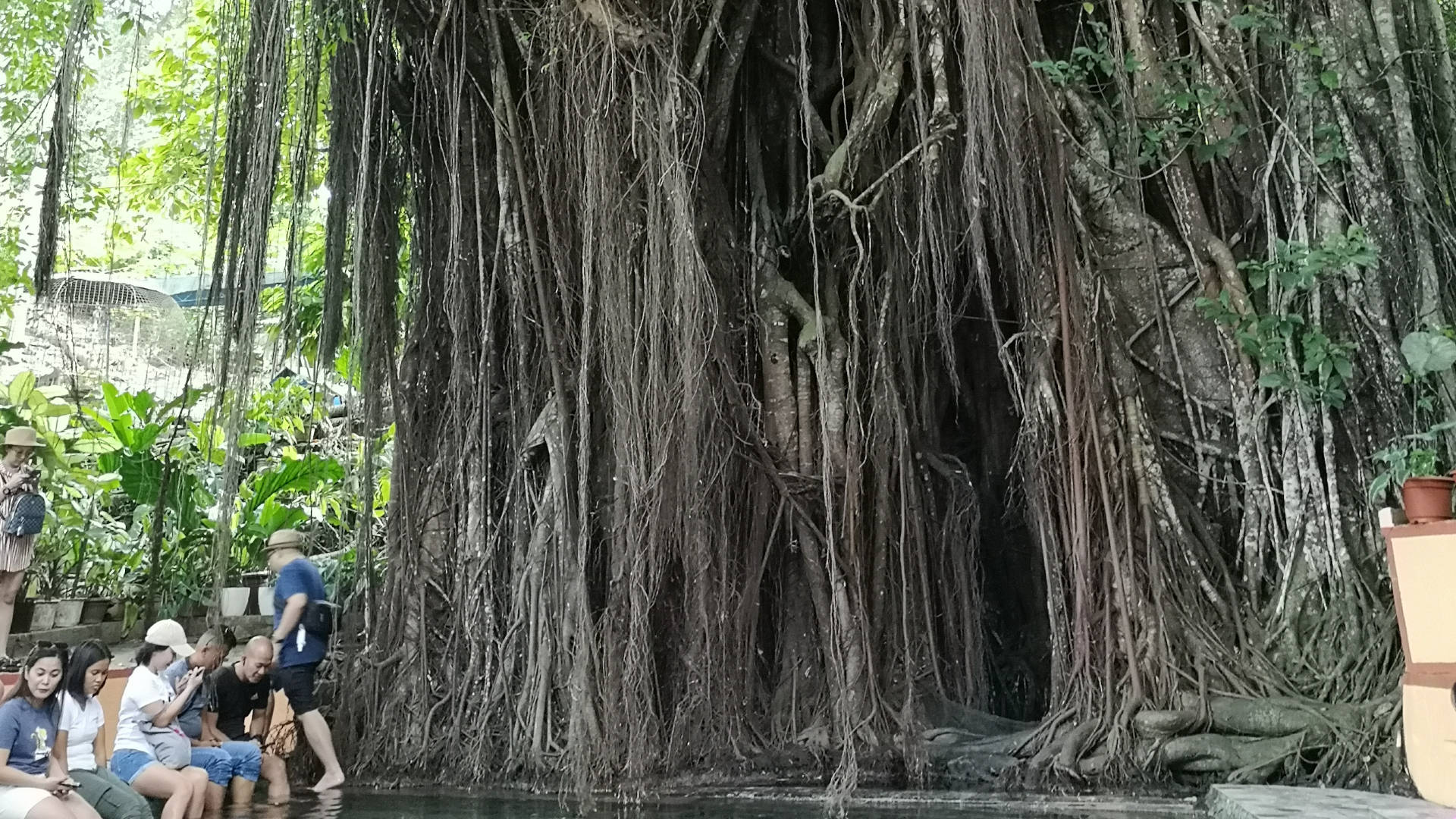 Hexenbaum auf Siquijor