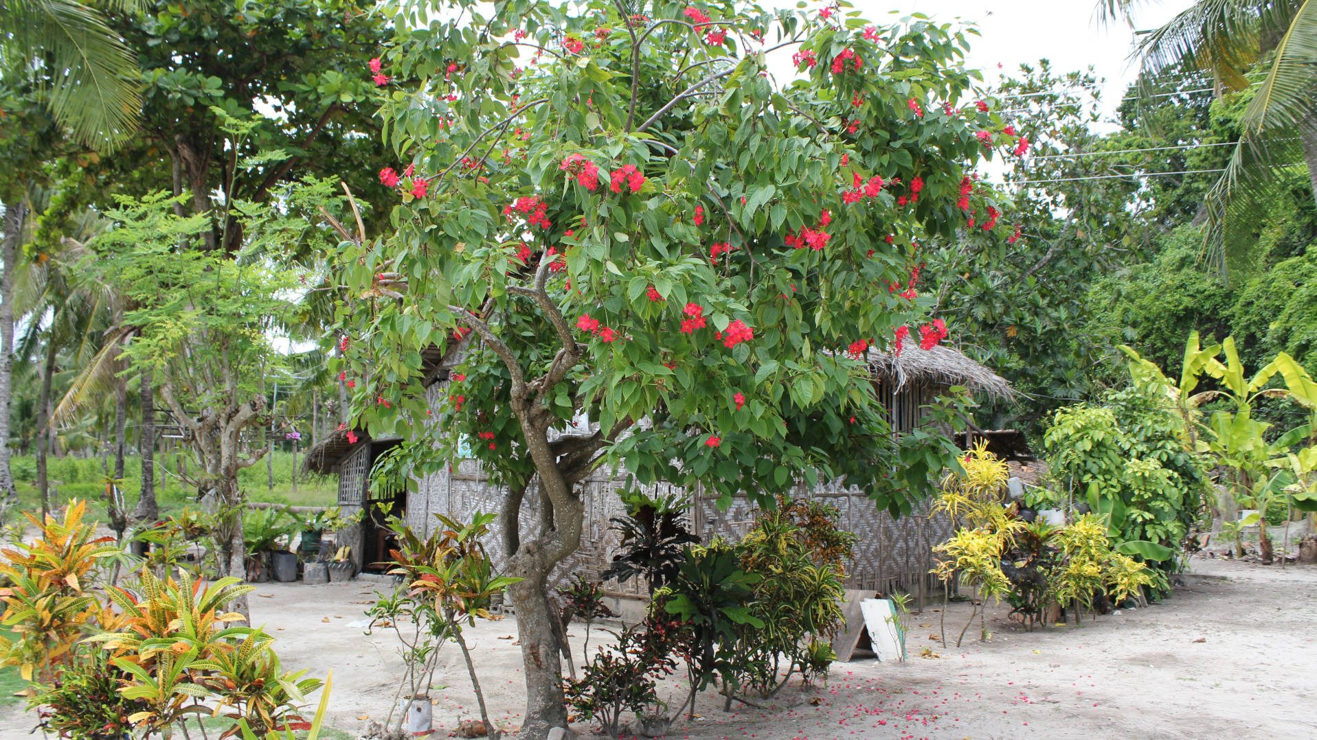 Im Inselinneren von Malapascua, Philippinen
