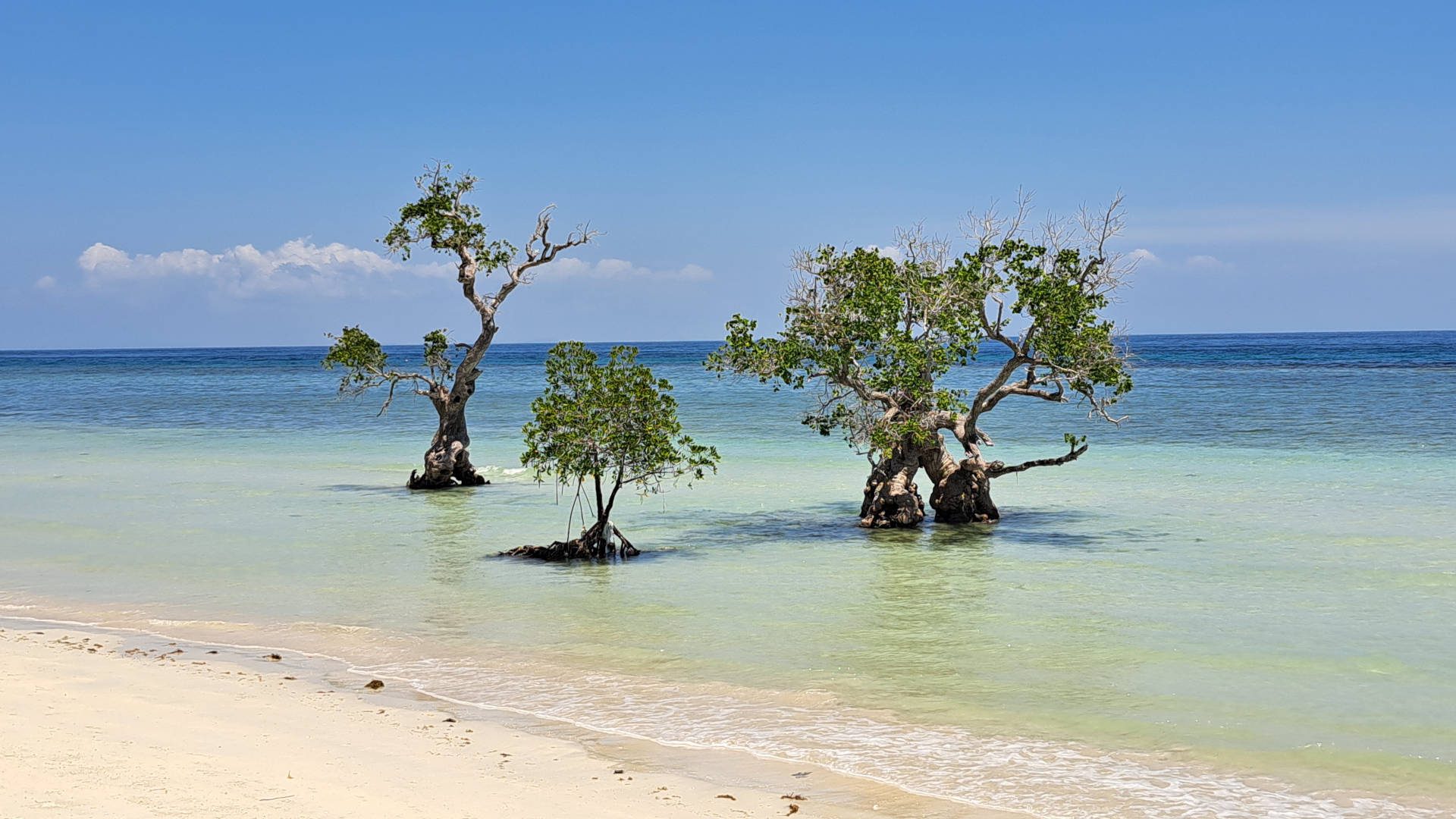 Mangroven auf Siquijor, Philippinen