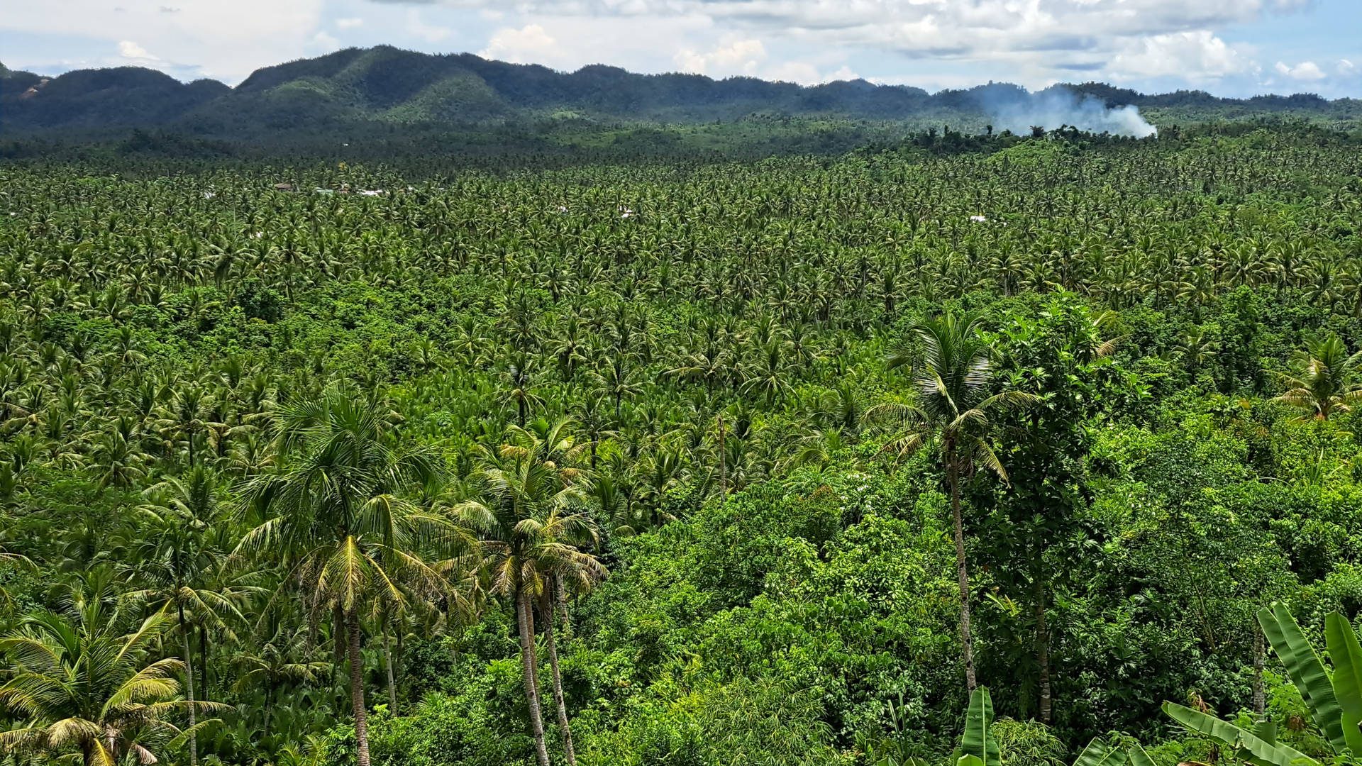 Palmenmeer auf Siragao, Philippinen