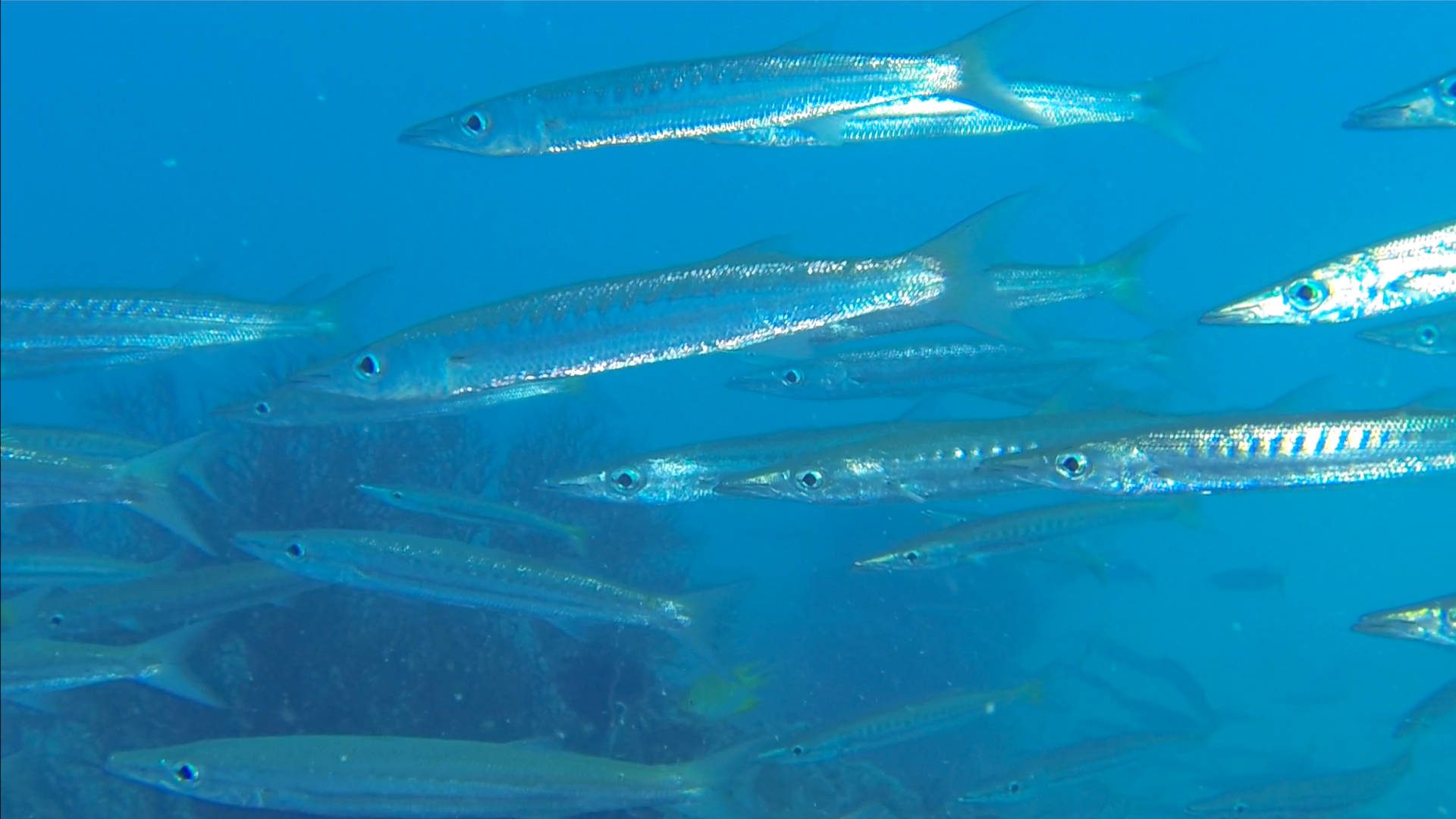 Baracudaschwarm beim Tauchen auf den Philippinen