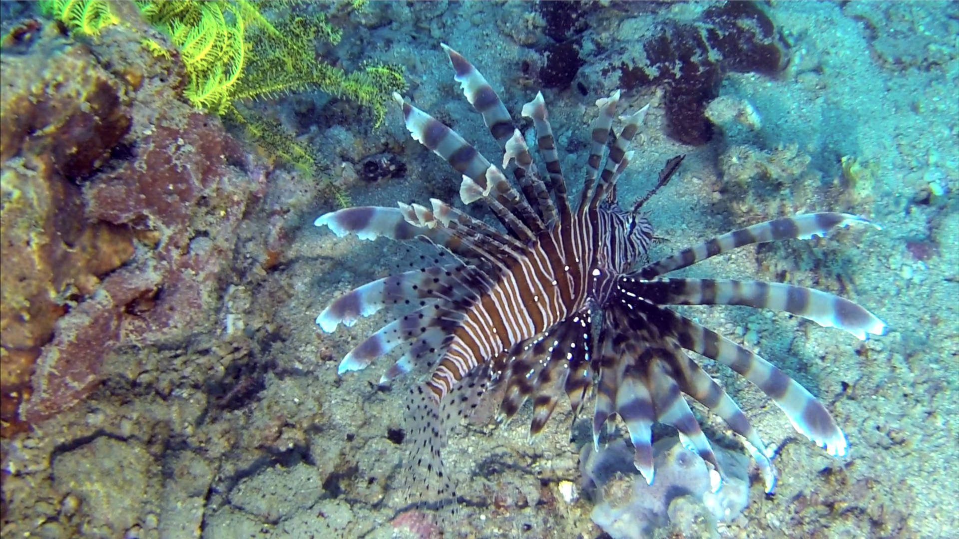 Feuerfisch, Tauchen, Philippinen