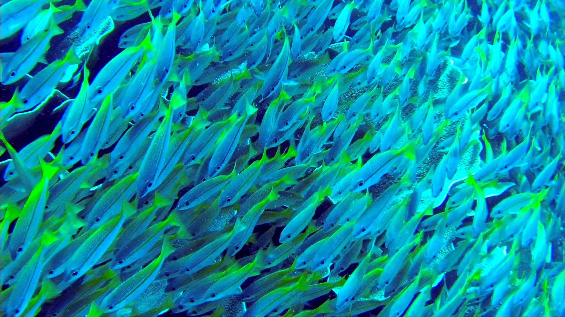 Fischschwarm beim Tauchen auf den Philippinen