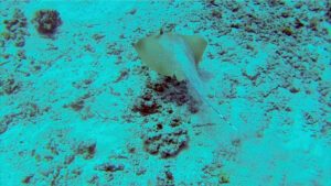 Rochen beim Tauchen auf den Philippinen