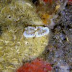 Tauchen Philippinen Nacktschnecke