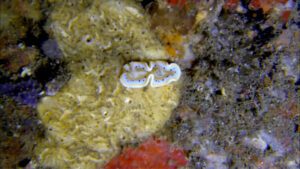 Tauchen Philippinen Nacktschnecke